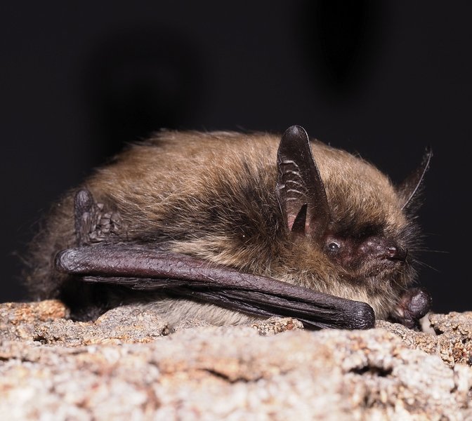 Усатая ночница